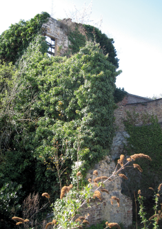 Les ruines de la tour Baduelle à Namur © IPW